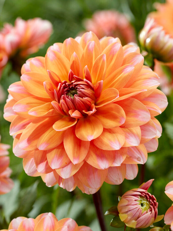 Dahlia Peaches and Vanilla - Tubercules de dahlia