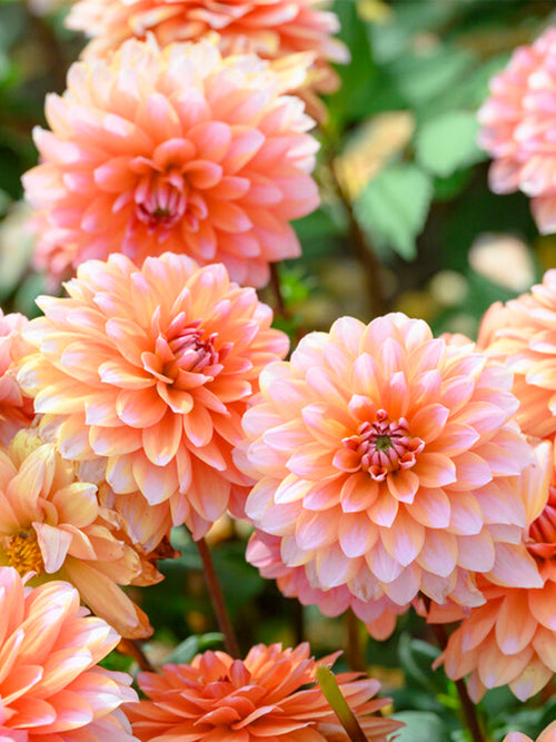 Dahlia Peaches and Vanilla - Tubercules de dahlia