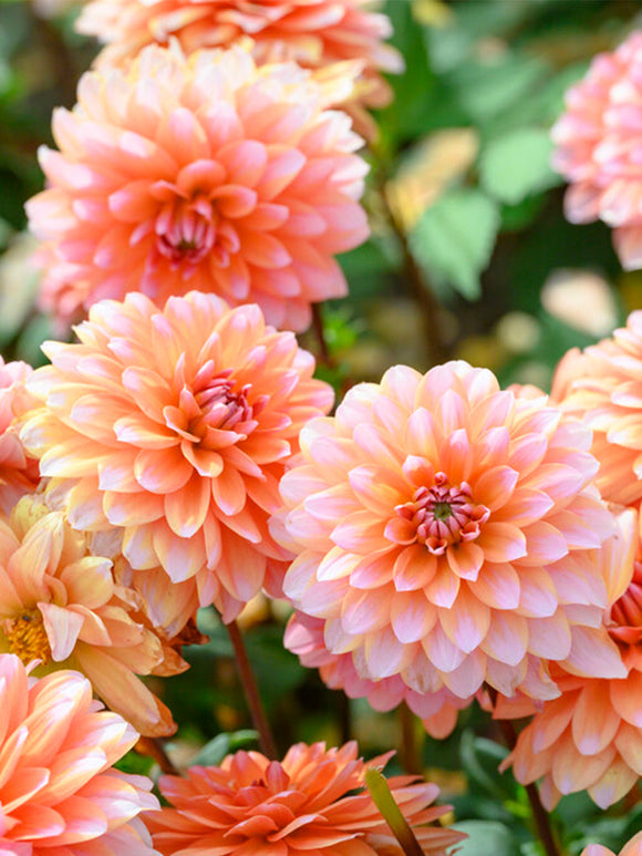 Dahlia Peaches and Vanilla - Tubercules de dahlia