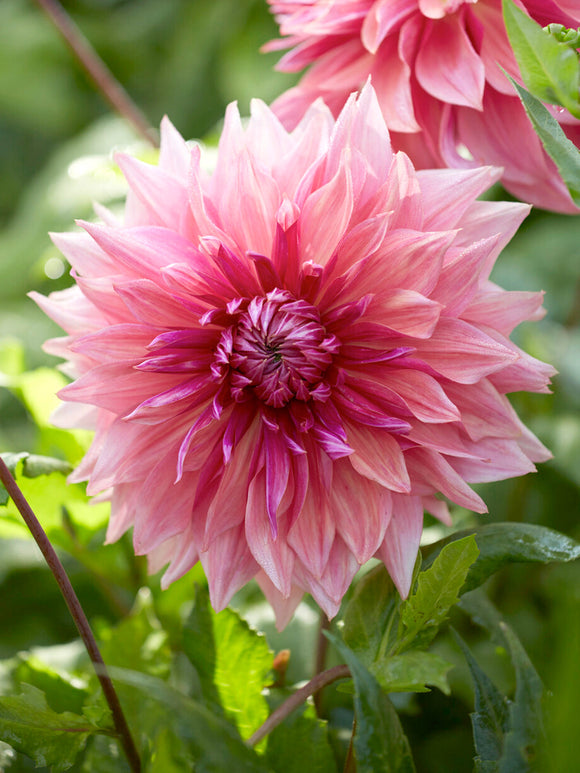 Tubercules de Dahlia Penhill Dark Monarch, livraison au printemps pour une plantation printanière