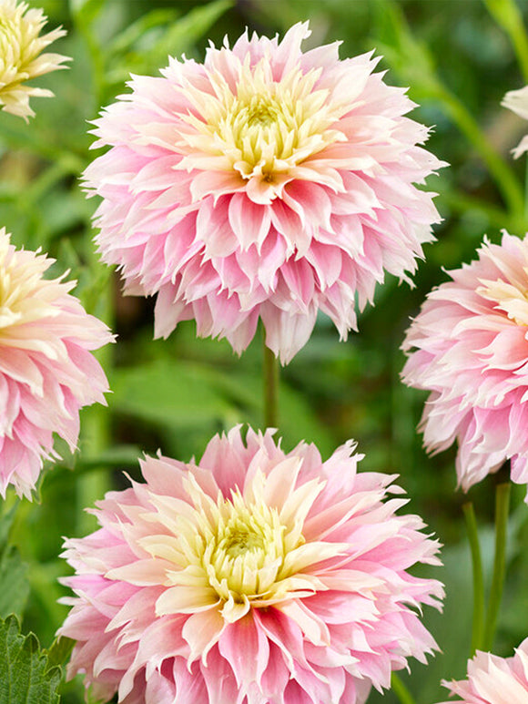Acheter Dahlia Pink Impact