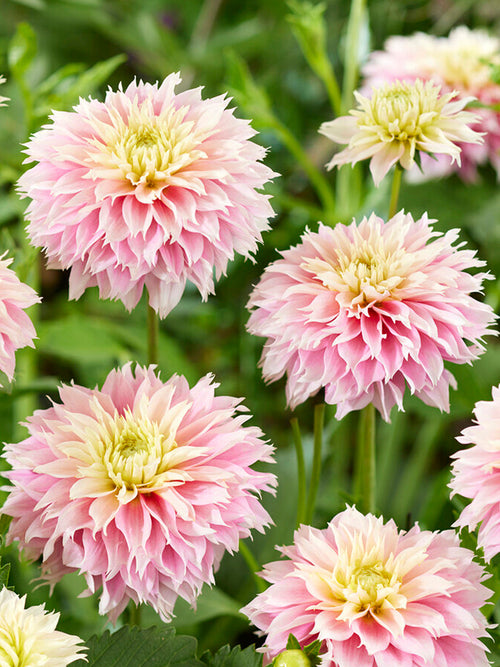 Commandez vos Dahlia Pink Impact pour les recevoir au printemps !
