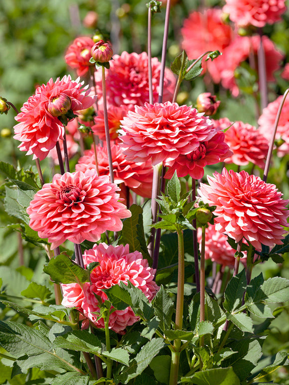 Commandez vos Dahlia Pink Runner pour les recevoir au printemps !