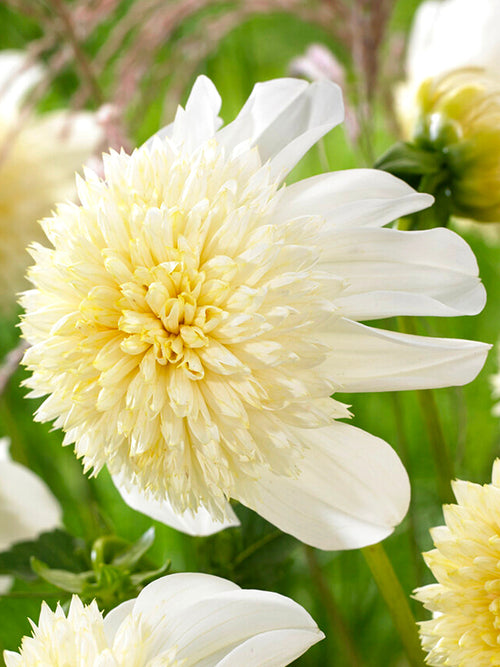 Dahlia 'Platinum Blonde' type Anémone