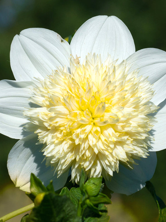 Dahlia 'Platinum Blonde' coloris blanc et citron