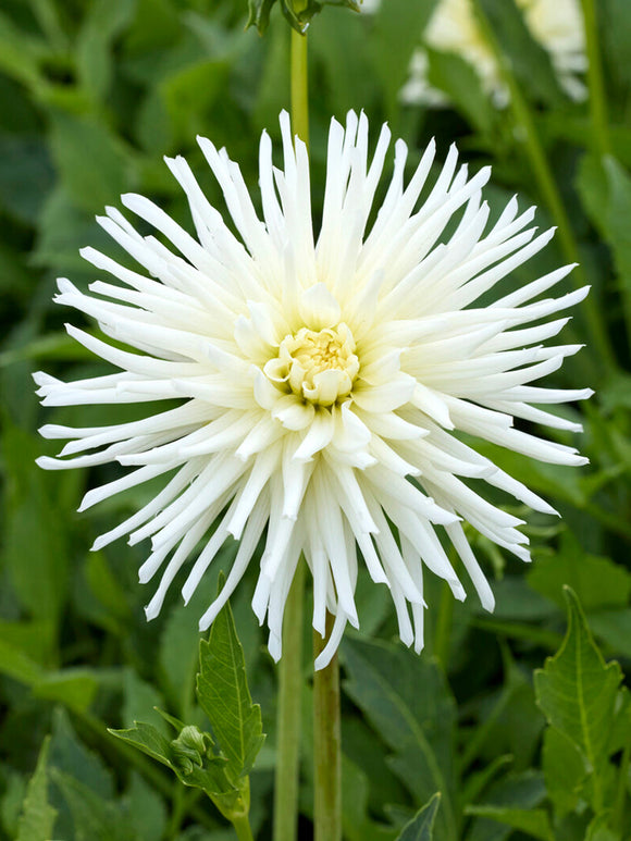 Tubercules de Dahlia Playa Blanca, livraison au printemps pour une plantation printanière