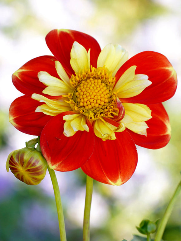 Commandez vos Dahlia Pooh pour les recevoir au printemps !