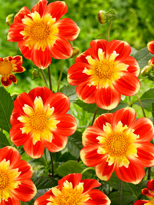 Acheter Dahlia Pooh