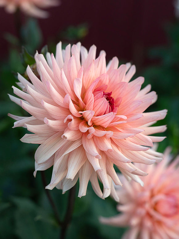 Tubercules sains de Dahlia Preference