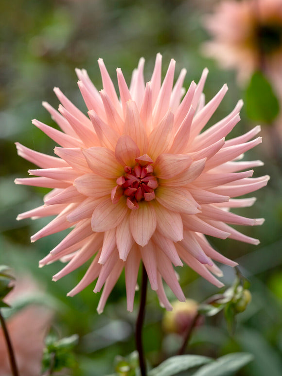 Gros plan sur de Dahlia Preference