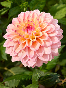 Dahlia Princesse Elisabeth