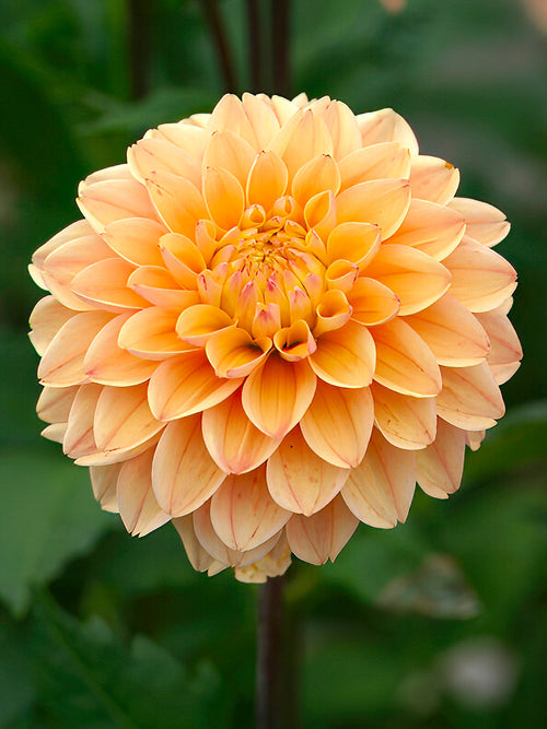 Dahlia rose doux au jardin