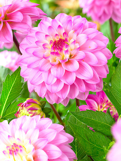 Dahlia framboise en massif