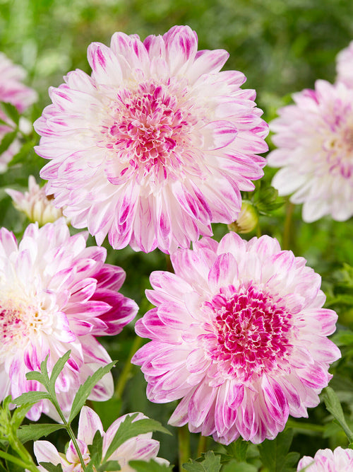 Tubercules de Dahlia Que Sera anémone, livraison au printemps