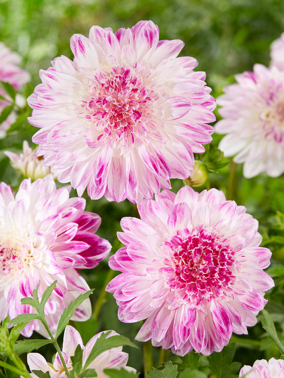 Tubercules de Dahlia Que Sera anémone, livraison au printemps