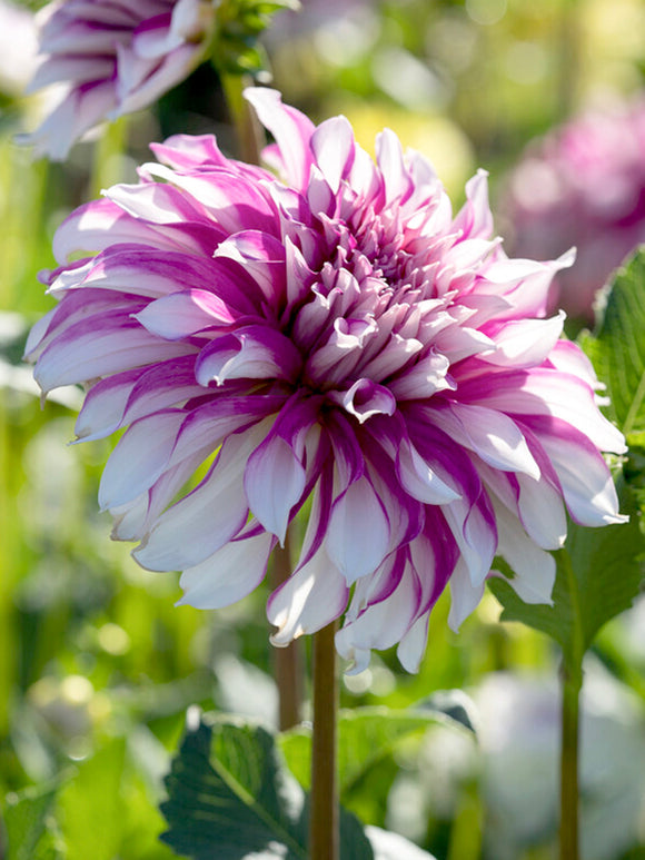 Dahlia Radegast rose et blanc