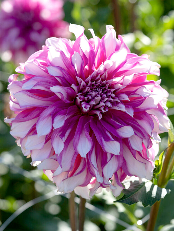 Dahlia Radegast tubercules