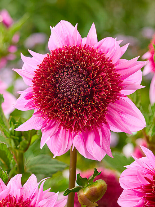 Dahlia anémone ‘Raspberry Puff’ en fleur