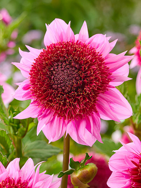 Dahlia anémone ‘Raspberry Puff’ en fleur