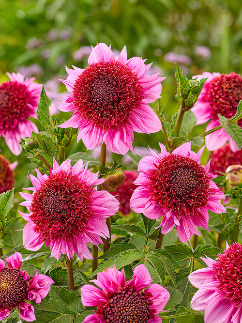 Pétales roses du Dahlia ‘Raspberry Puff’ au jardin