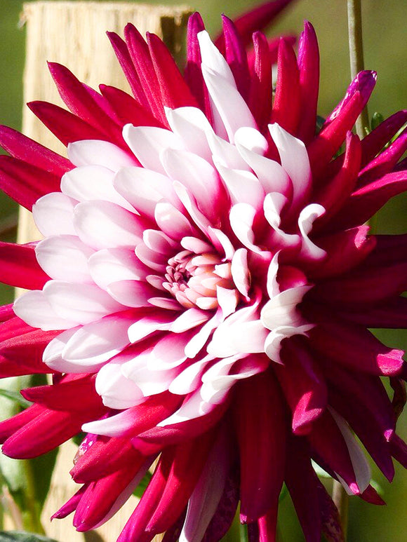 Achat bulbes dahlias Rebecca's World