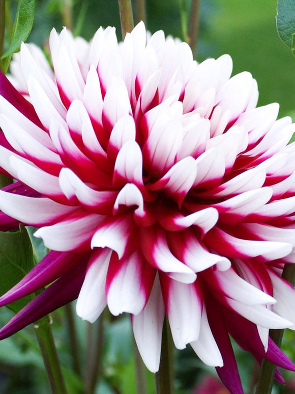 Commandez vos Dahlia Rebecca's World pour les recevoir au printemps !