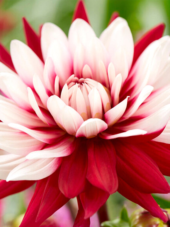 Dahlia Rebecca's World