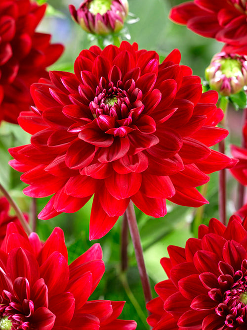 Commandez vos Dahlia Red Runner pour les recevoir au printemps !