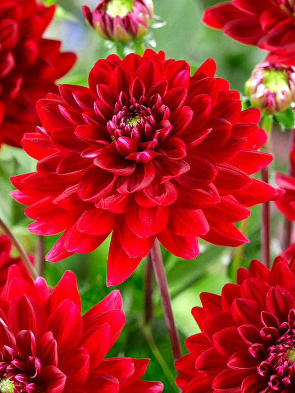 Commandez vos Dahlia Red Runner pour les recevoir au printemps !