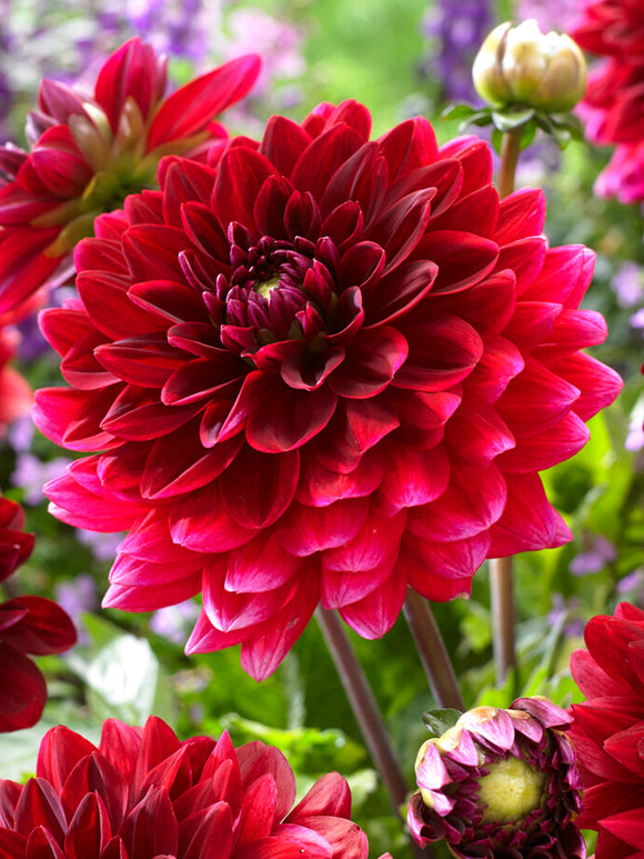 Achat bulbes dahlias Red Runner