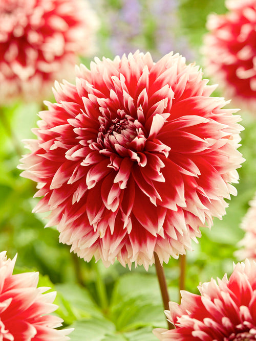 Tubercules de Dahlia Red and White Fubuki fimbriata, livraison au printemps