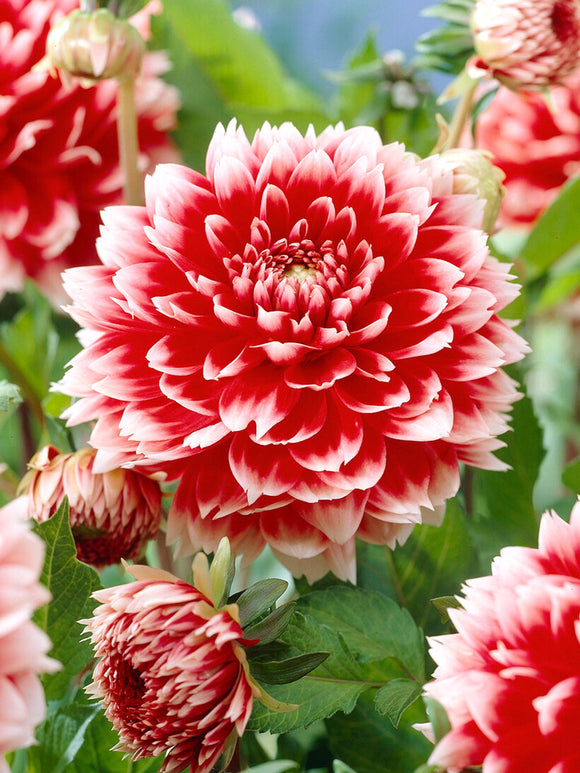 Acheter des tubercules de Dahlia Red and White Fubuki pour le jardin d'été