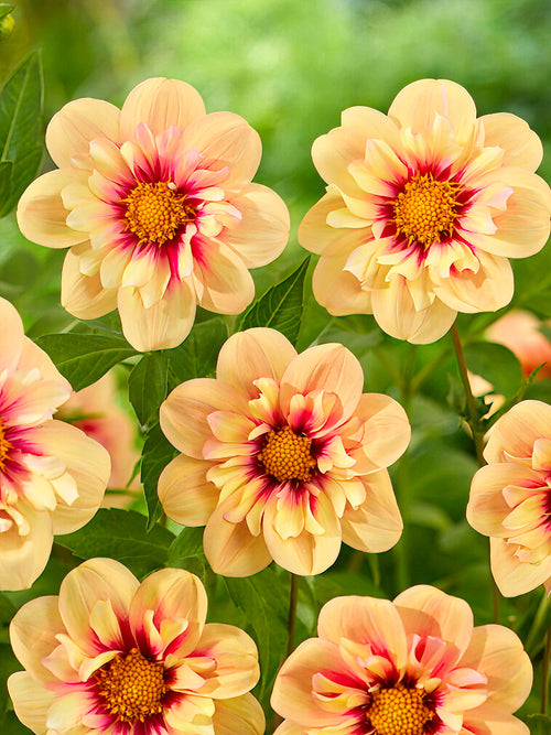 Dahlia collarette ‘Rhubarb and Custard’ au jardin