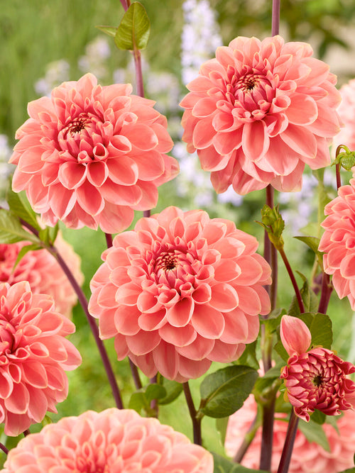 Tubercules de Dahlia Romance aux fleurs pêche et rose poudré