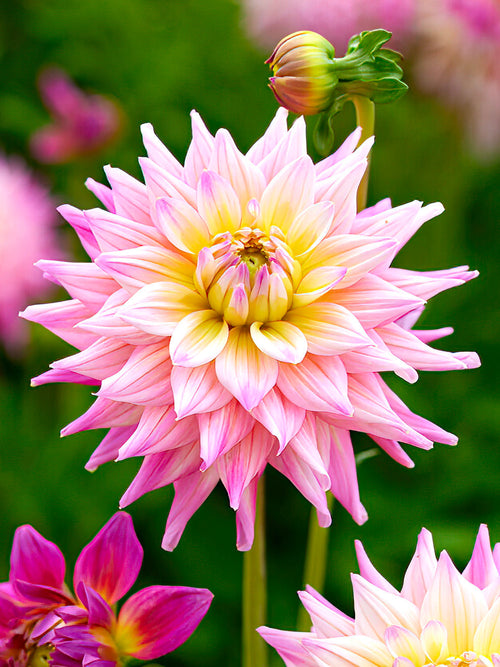 Dahlia ‘Romantique’ rose et jaune crème