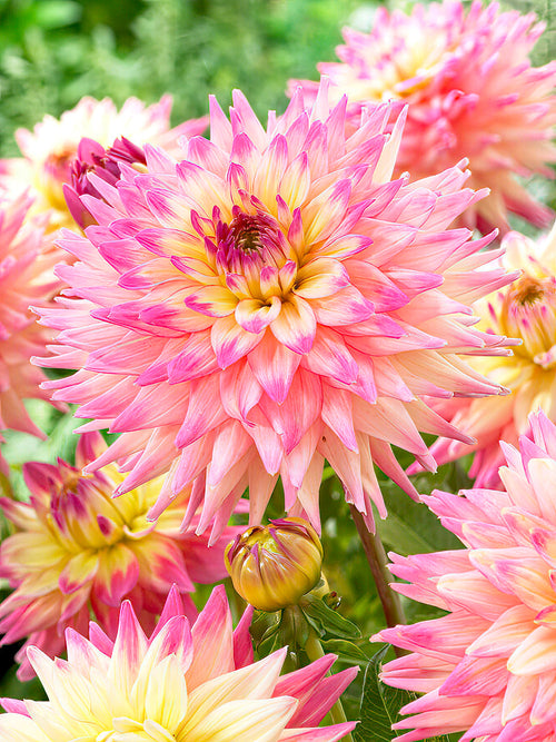 Grande fleur du dahlia ‘Romantique’