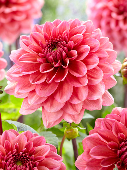 Commandez vos Dahlia Salmon Runner pour les recevoir au printemps !