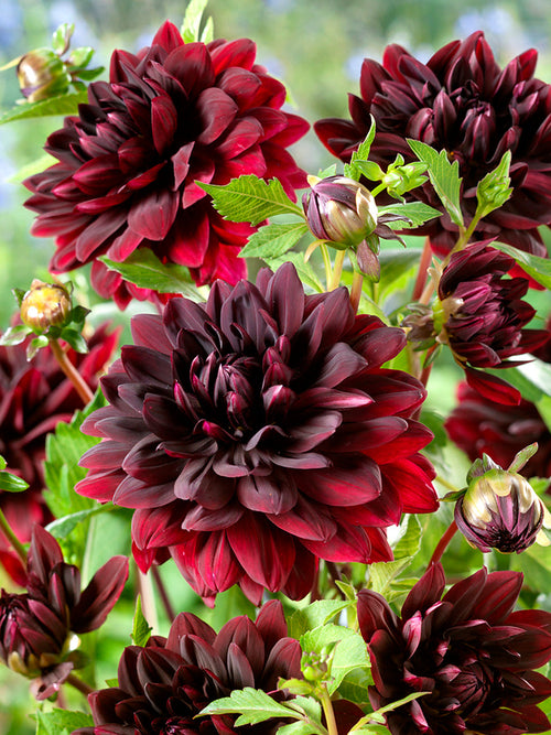 Commandez vos Dahlia Sam Hopkins pour les recevoir au printemps !