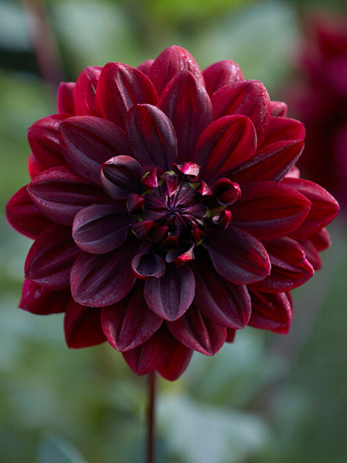 Acheter Dahlia Sam Hopkins