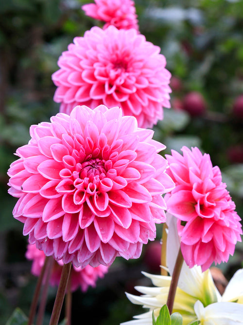 Achat bulbes dahlias Sandra