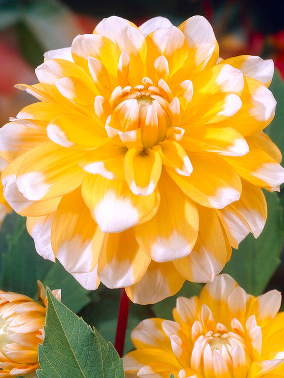 Commandez vos Dahlia Seattle pour les recevoir au printemps !