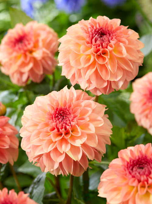 Commandez vos Dahlia Sebastian pour les recevoir au printemps !