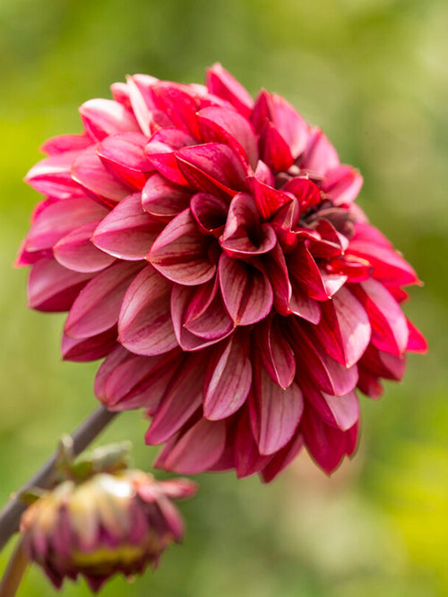 Achetez des tubercules de dahlia « Seniors Hope »