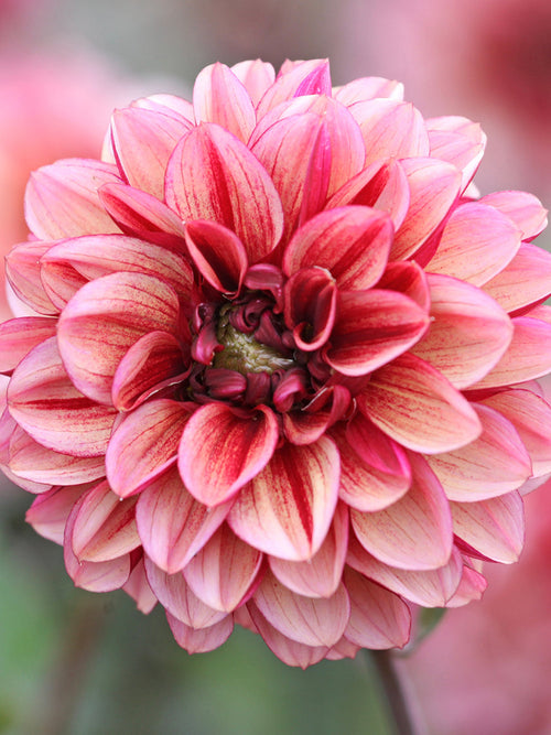 Achetez le dahlia « Seniors Hope »