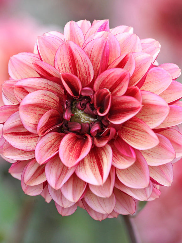 Achetez le dahlia « Seniors Hope »