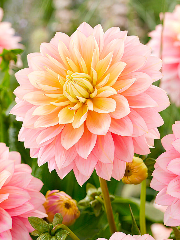 Fleur décorative formelle du Dahlia ‘Sheer Heaven’ en gros plan