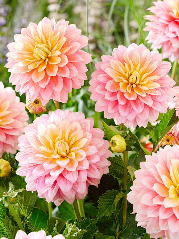 Dahlia ‘Sheer Heaven’ dans un massif estival