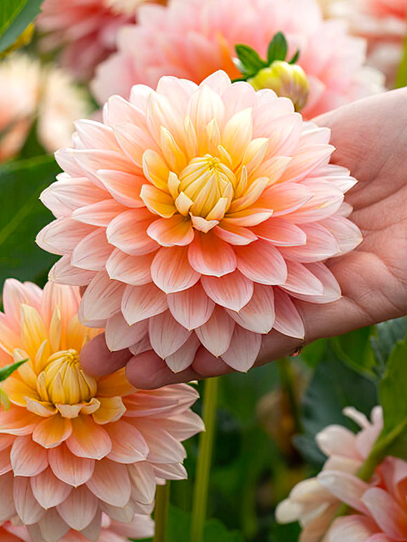 Dahlia ‘Sheer Heaven’ abricot et rose en fleur
