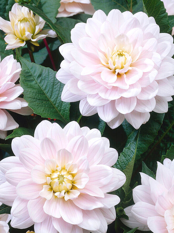 Acheter Dahlia Silver Years