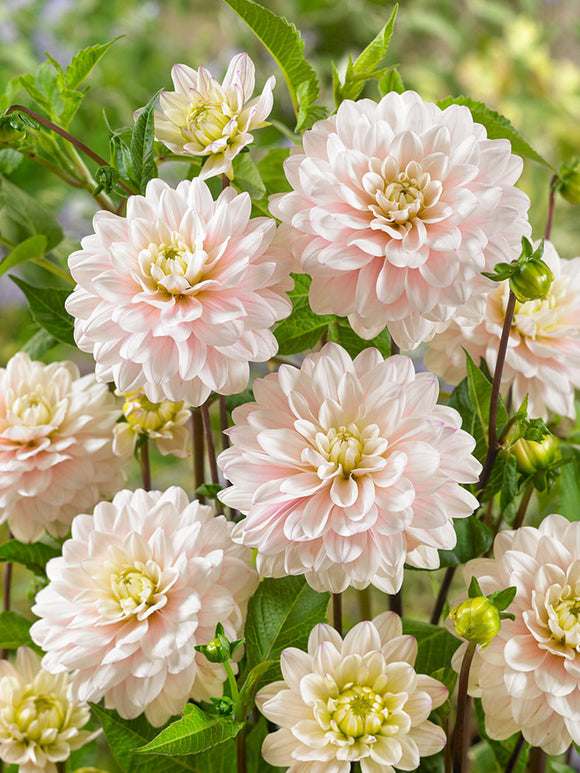Achat bulbes dahlias Silver Years